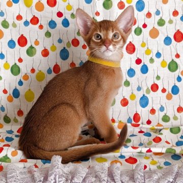 アビシニアン【熊本県・男の子・2025年8月29日・シナモン】の写真「甘えん坊な男の子」