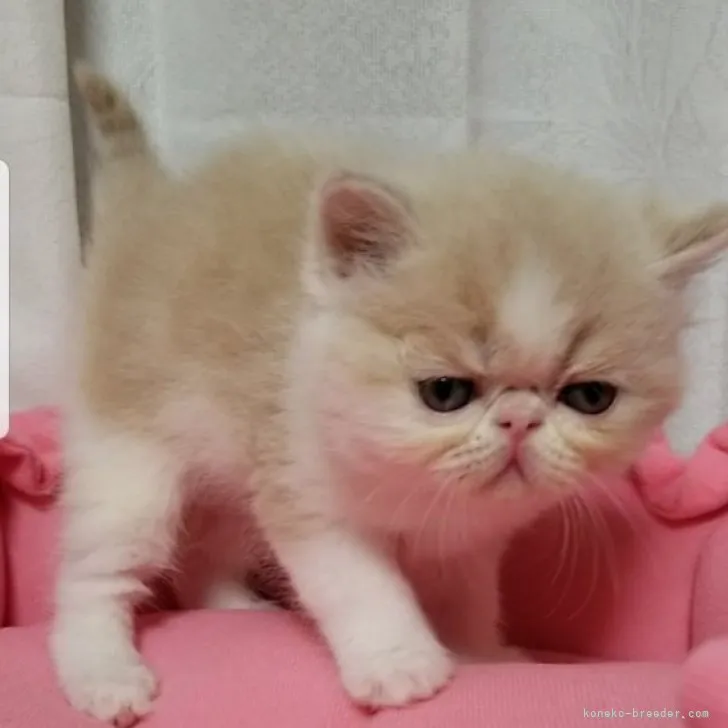 ID:2304-01876の子猫