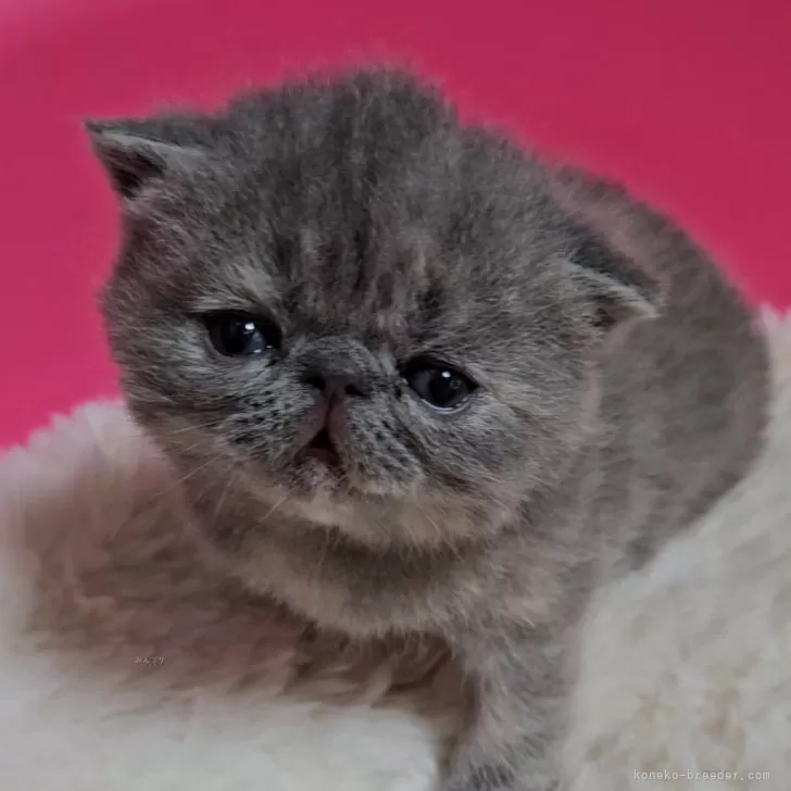 ID：2404-00504の子猫