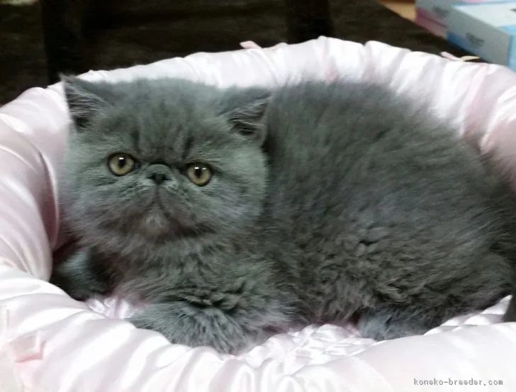 ID：1704-00220の子猫