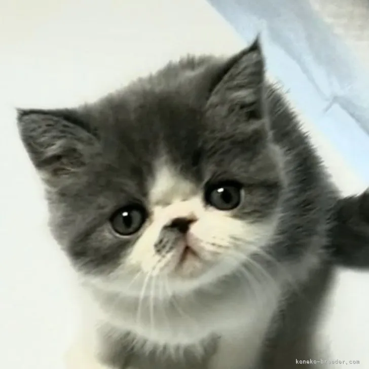 ID:2304-01875の子猫