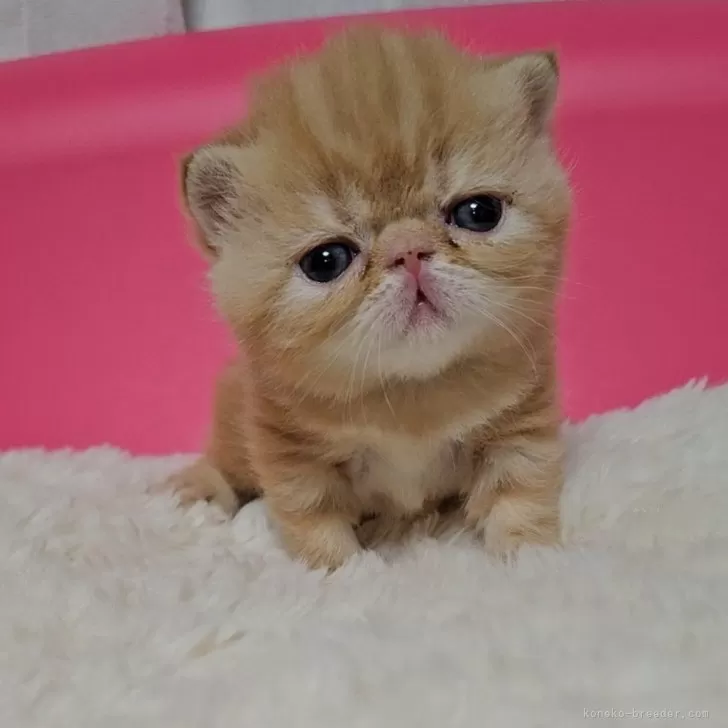 ID:2404-02298の子猫