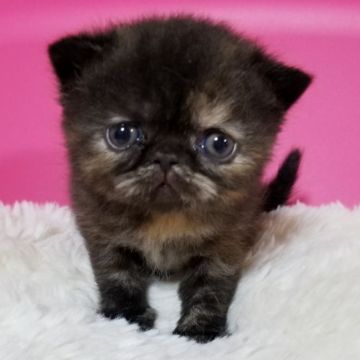 エキゾチックショートヘア【大阪府・女の子・2018年4月30日・トーティ】の写真「優しいお顔の女の子❣️」