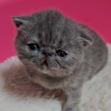 エキゾチックショートヘア【大阪府・女の子・2024年3月13日・ブルークリーム（ショート）】の写真「おっとりな次女」