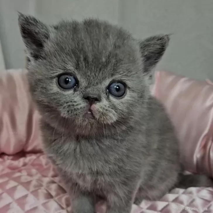 ID:2502-01329の子猫