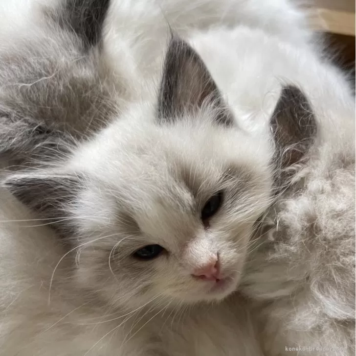 RS 様のお迎えした子猫