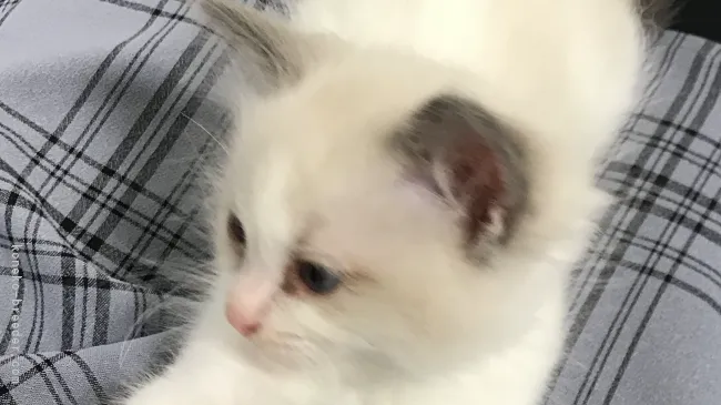 ID：2105-00011の子猫