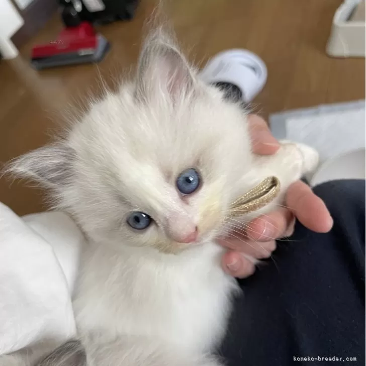 ID:2406-00867の子猫