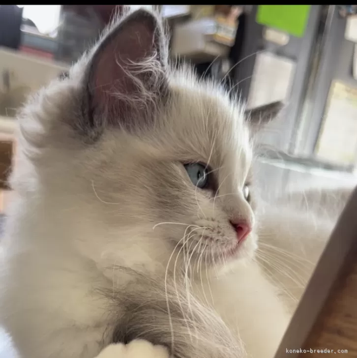ID:2408-01649の子猫