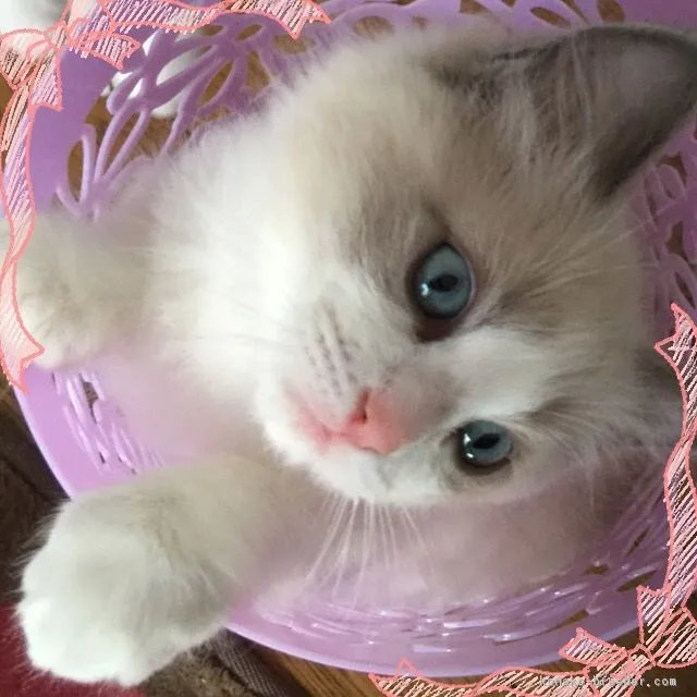 ぶり 様のお迎えした子猫