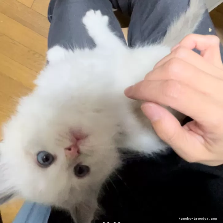 ID：2412-01477の子猫