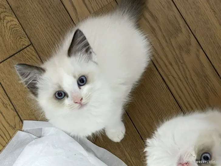 ID：2109-01167の子猫
