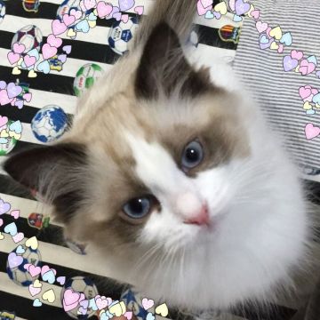 ラグドール【岩手県・男の子・2016年12月19日・シールポイント】の写真「手にじゃれて、巻きつき。グルグル回って遊んでます(」