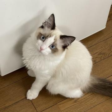 ラグドール【岩手県・男の子・2021年12月12日・シールポイントバイカラー】の写真「甘えっ子」