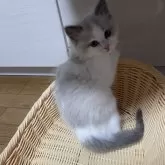 ラグドール【岩手県・男の子・2024年9月25日・ブルーポイントバイカラー】の写真3「模様」