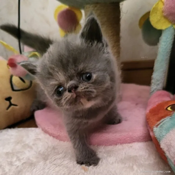 ID：2310-01762の子猫