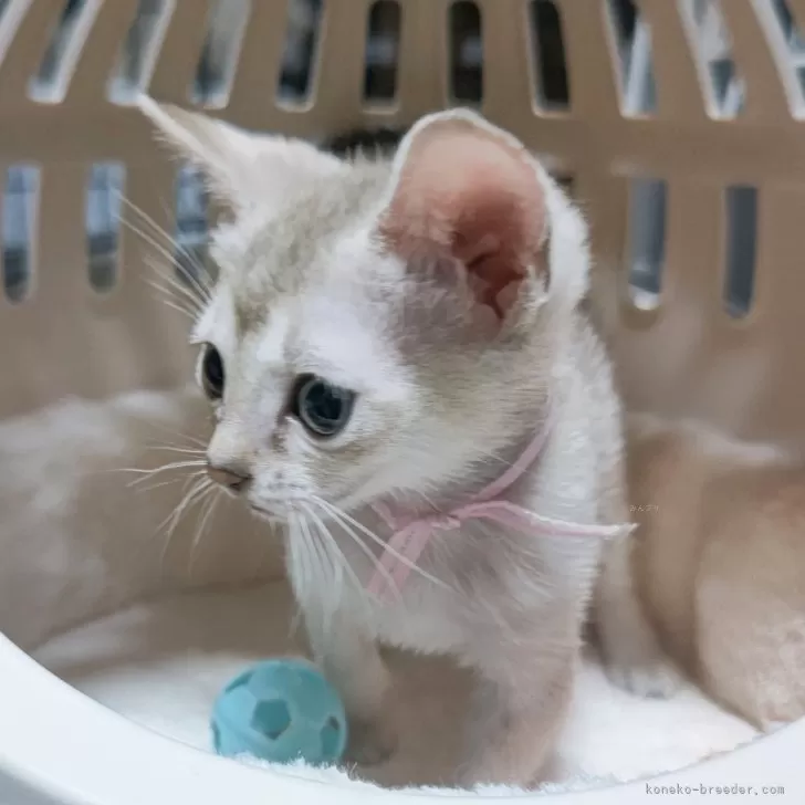 ID：2406-03166の子猫