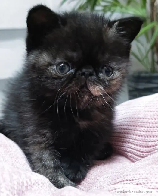 ID：2204-03005の子猫