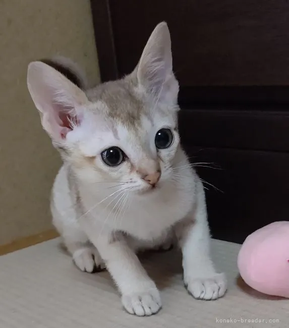 ID:2104-02083の子猫