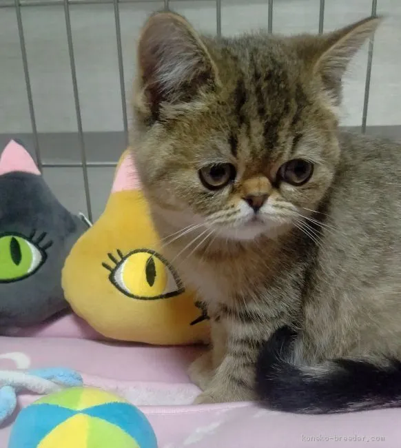 ID:2004-02444の子猫