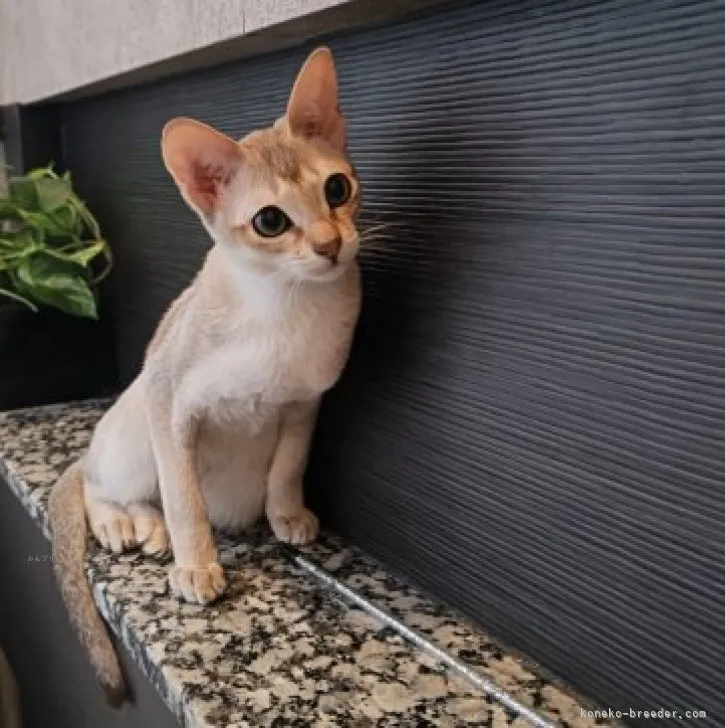 ID：2308-02113の子猫