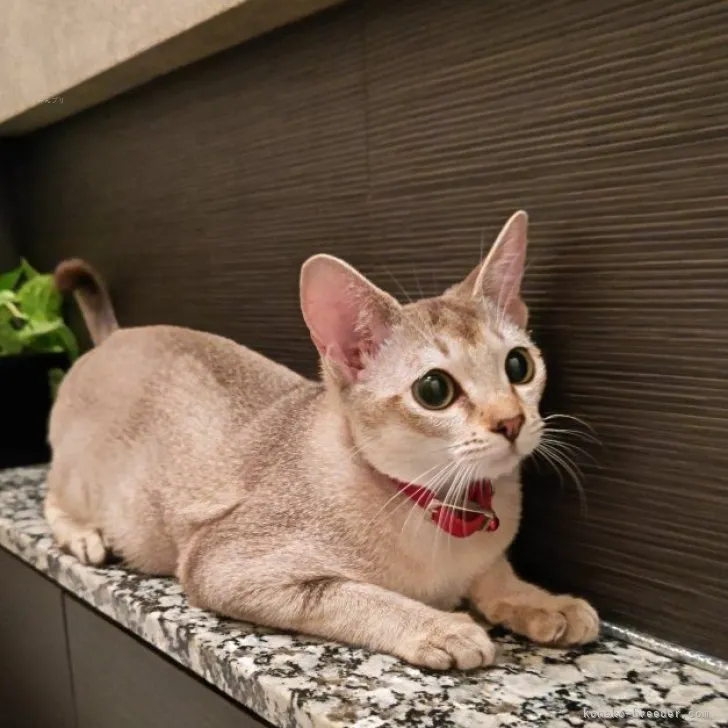 ID：2307-00351の子猫