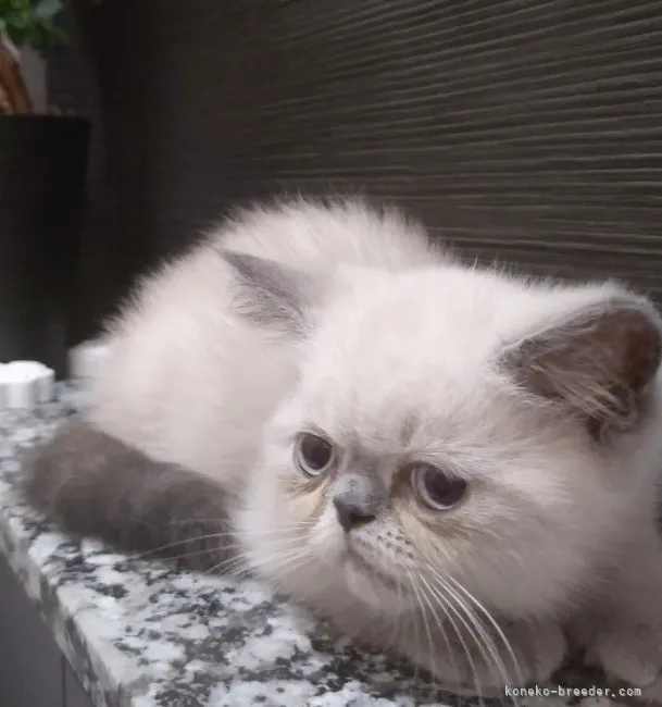 Y.Y 様のお迎えした子猫