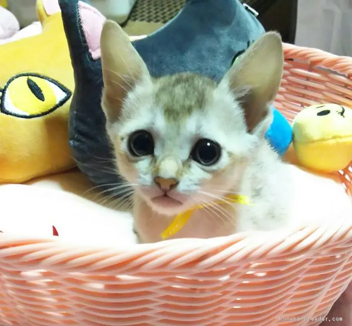 ID:1804-01332の子猫