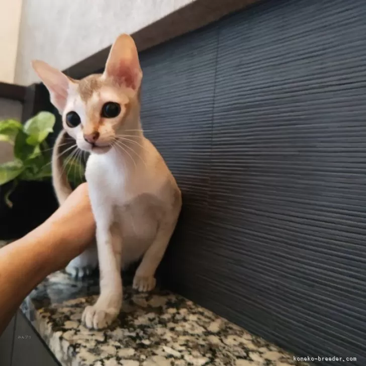 ID：2409-00432の子猫