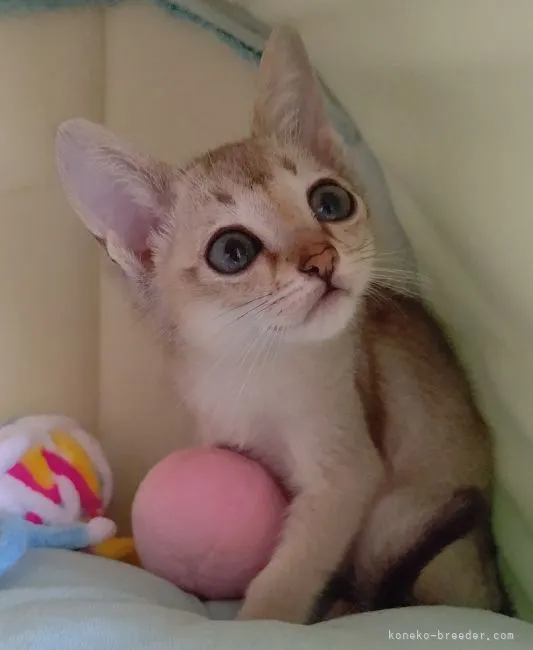ID：2105-01310の子猫