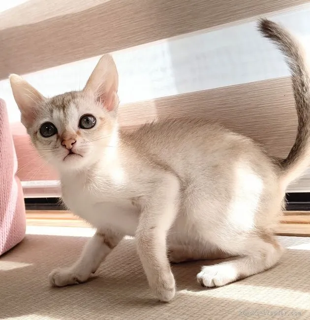 A.K 様のお迎えした子猫