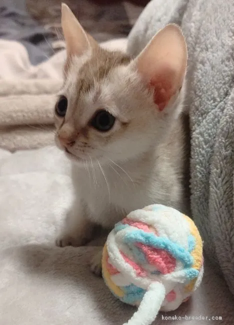 ID：2002-00686の子猫