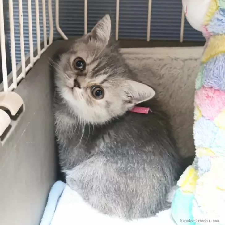 ID:2410-01116の子猫