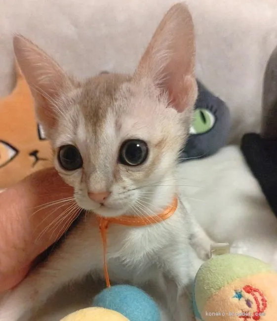 ID：2005-00940の子猫