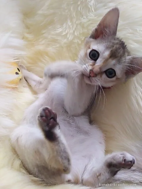 ID：1902-00830の子猫