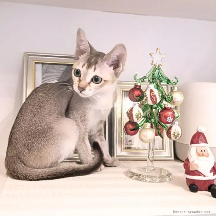 ファルコン 様のお迎えした子猫