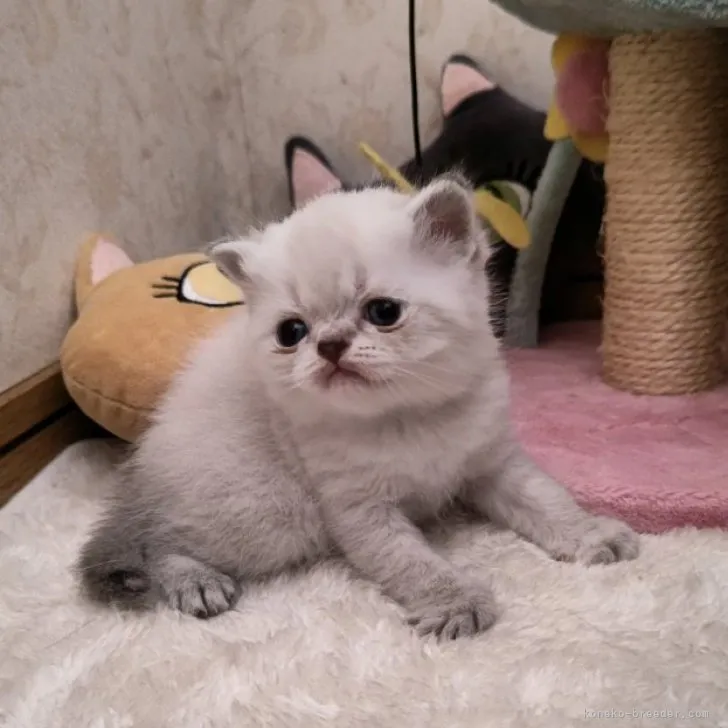 ID：2310-02336の子猫
