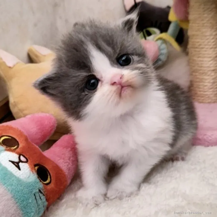 ID:2310-01870の子猫