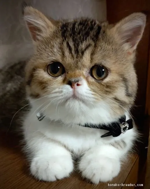 ID:2009-00910の子猫