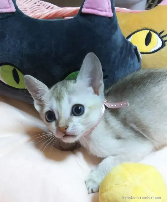 ID:1804-01331の子猫