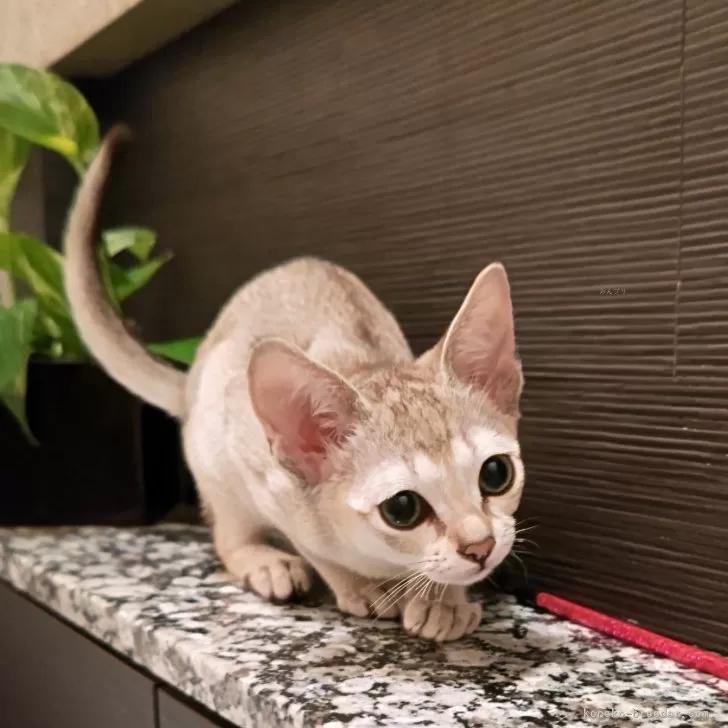 T.K 様のお迎えした子猫