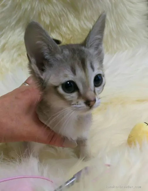 ID:1904-00897の子猫