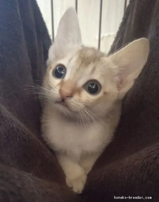 ID：2002-00688の子猫