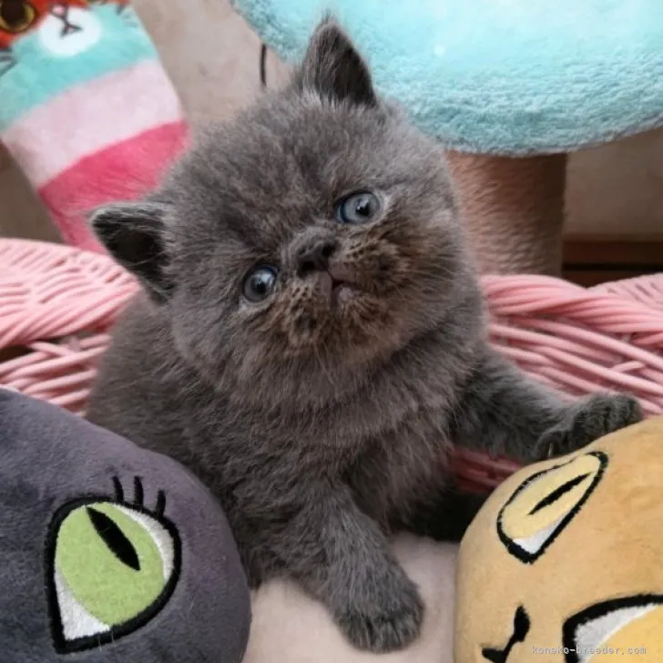 C.Ｉ 様のお迎えした子猫