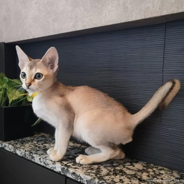 ID:2410-02089の子猫