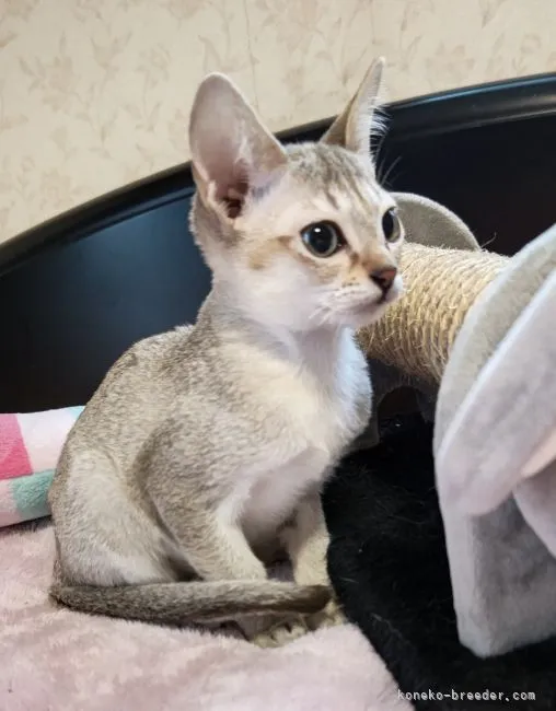 ID:2109-02381の子猫