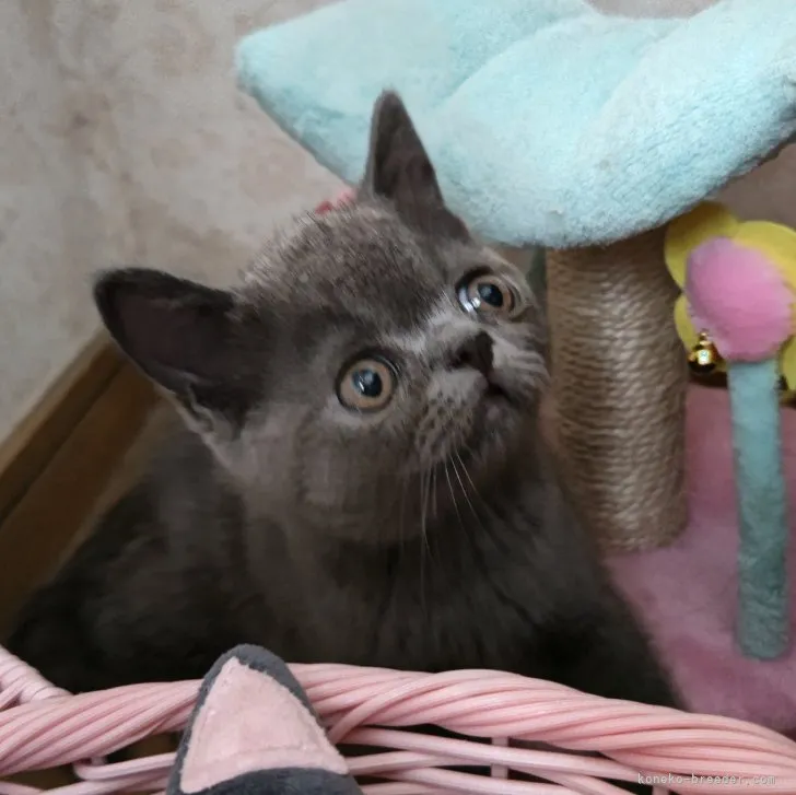 masan 様のお迎えした子猫