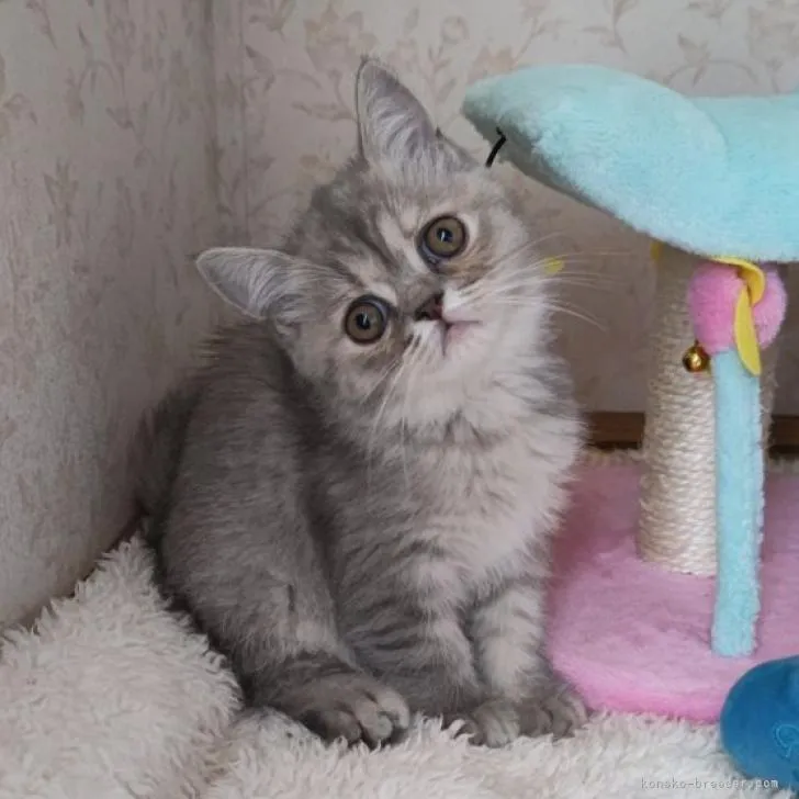 ID：2209-00303の子猫