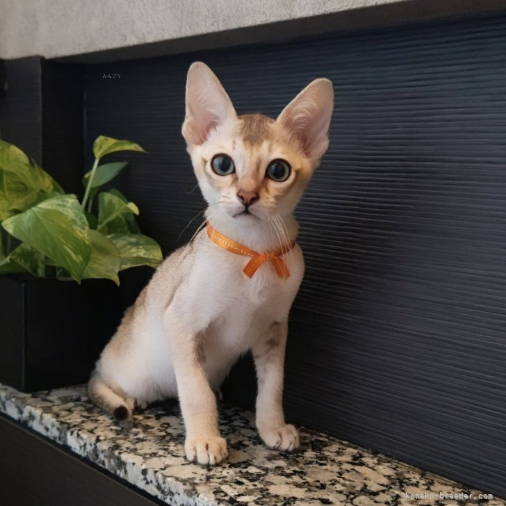 たぁこ 様のお迎えした子猫