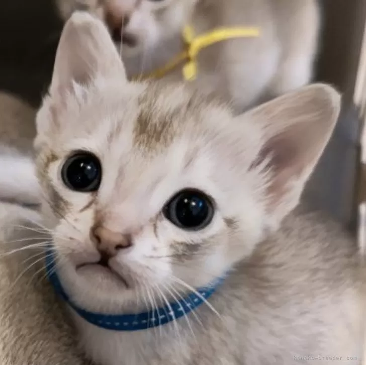 ID:2404-02262の子猫